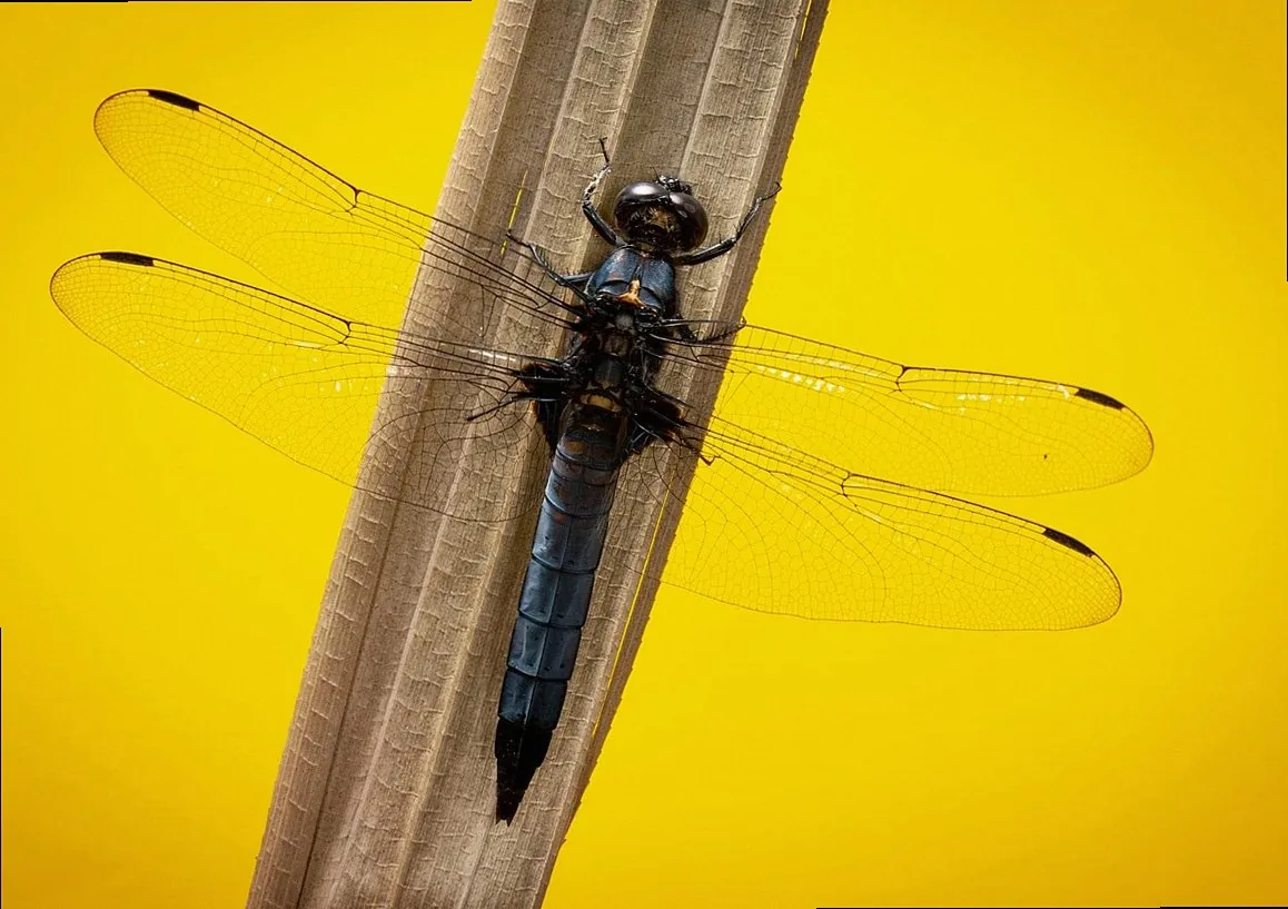 daankal, eastolany, dragonfly, orthetrum albistylum, white-tailed skimmer, macroist, single knife close-up, dragonfly, d